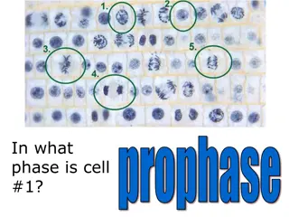 Microscope Parts and Cell Phases - Educational Overview