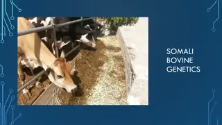 Somali Bovine Genetics: Enhancing Dairy Production in Somalia