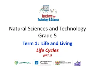 Understanding Life Cycles: Plants and Animals