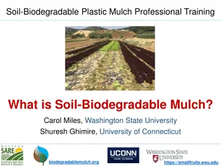 Understanding Soil-Biodegradable Plastic Mulch in Agriculture