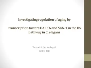 Regulation of Aging by Transcription Factors DAF-16 and SKN-1 in the IIS Pathway