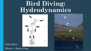 Investigating the Forces and Deceleration in Bird Diving Hydrodynamics