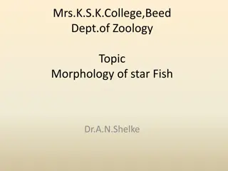 Morphology of Starfish at Mrs. K.S.K. College, Beed