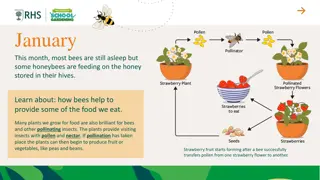 The Vital Role of Bees in Pollination for Food Production