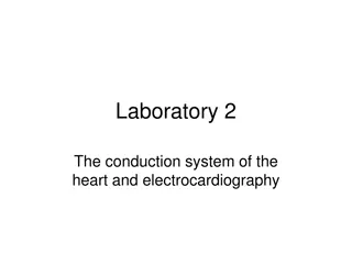 The Conduction System of the Heart and Electrocardiography