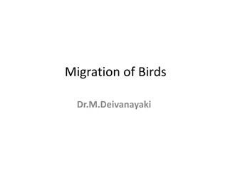 Fascinating Insights into Bird Migration Patterns and Adaptations