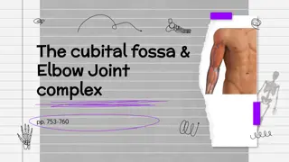 The Cubital Fossa and Elbow Joint Complex