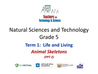 Animal Skeletons in Grade 5 Natural Sciences and Technology