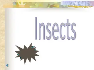 Explore the Fascinating World of Insects and Animal Classification