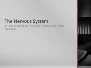 Understanding the Intricacies of the Nervous System