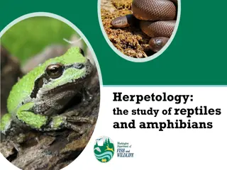 Exploring Herpetology: Reptiles, Amphibians, and Their Fascinating World