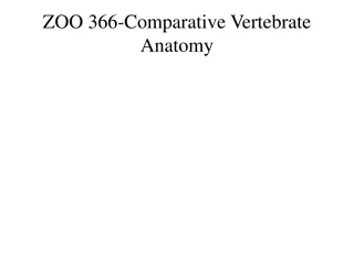 Comparative Vertebrate Anatomy - Alimentary System Overview