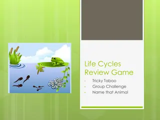 Animal Life Cycles Review and Group Challenge