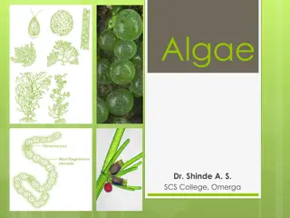 Algae: General Characteristics, Occurrence, and Classification