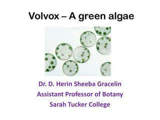 Fascinating World of Volvox: A Green Algae Perspective