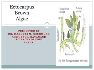 Exploring Ectocarpus: Characteristics and Occurrence