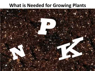 The Essentials of Plant Nutrition: Nitrogen, Phosphorus, and Potassium