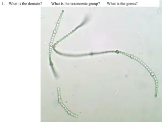 Taxonomic Classification of Anabaena Genus and Heterocyst Cell Function