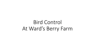 Bird Control at Ward's Berry Farm - Visual Journey Through Effective Methods