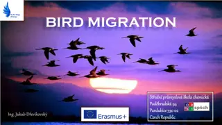 Fascinating Insights into Bird Migration Phenomena