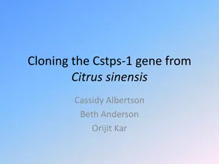 Cloning the Cstps-1 Gene from Citrus sinensis for Valencene Production