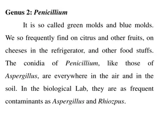 Insights into Penicillium and Gymnoascaceae Fungi