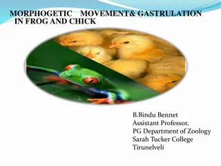 Gastrulation Process in Frog and Chick Embryos