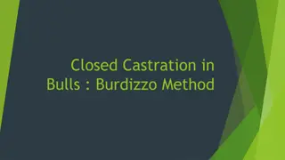 Emasculator Method for Castration in Bulls