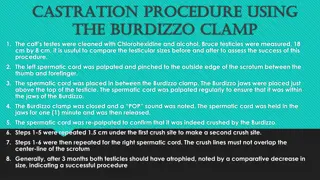 Burdizzo Clamp Castration Procedure in Cattle: Advantages, Disadvantages, and Pain Management