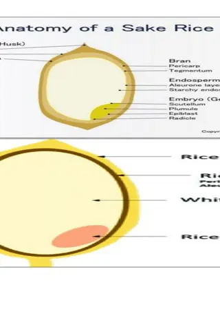 Understanding the Anatomy of a Rice Grain