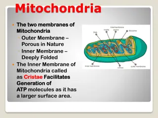 Mitochondria, Plastids, and Chloroplasts in Cells