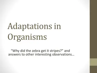 Adaptations in Organisms: from Zebra Stripes to Diabetes