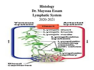 The Lymphatic System: An Overview of Lymph Vessels and Functions