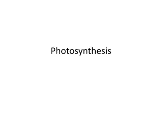 Photosynthesis: Importance, Process, and Pigments