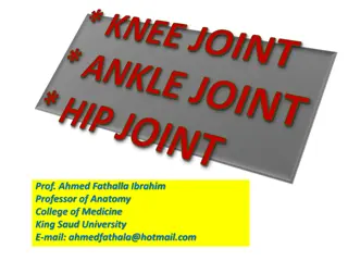 The Anatomy of the Knee Joint