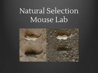 Natural Selection Mouse Lab: Understanding Species Changes Over Time