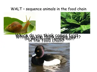 Understanding the Food Chain in Ecosystems