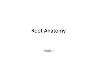 Maize Root Anatomy: An In-depth Examination