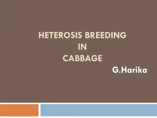 Heterosis Breeding in Cabbage: A Comprehensive Overview