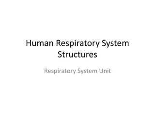 Exploring the Human Respiratory System Structures