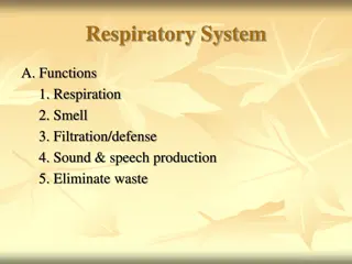 Overview of the Respiratory System Functions and Anatomy