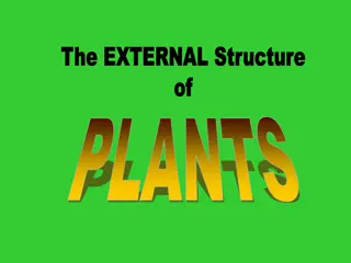 The External Structure and Functions of Plant Roots