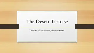 The Amazing Desert Tortoise: Surviving Adversity in the Sonoran/Mohave Deserts