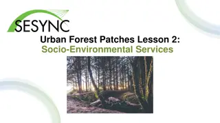 Managing Urban Forest Patches for Socio-Environmental Services