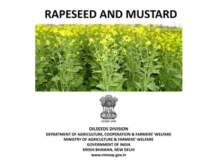 Rapeseed and Mustard: Overview of Production and Cultivation