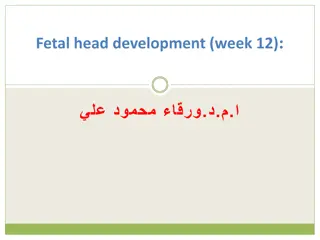 Development of Fetal Head and Neck Structures in Week 12