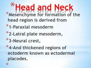 Development of Head and Neck Mesenchyme in Embryonic Formation