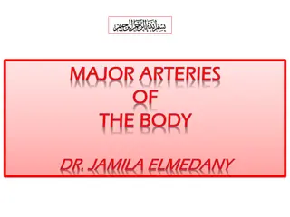 Arteries: Anatomy and Function Overview