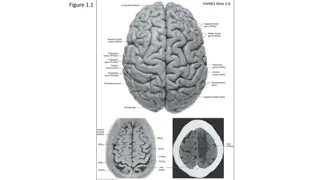 Neuroanatomy Atlas Figures - Haines & Blumenfeld