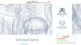 Understanding the Cervical Spine: Anatomy and Function Explained